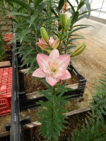 [5511 PO11 DAZ07-83-2 No01.JPG]